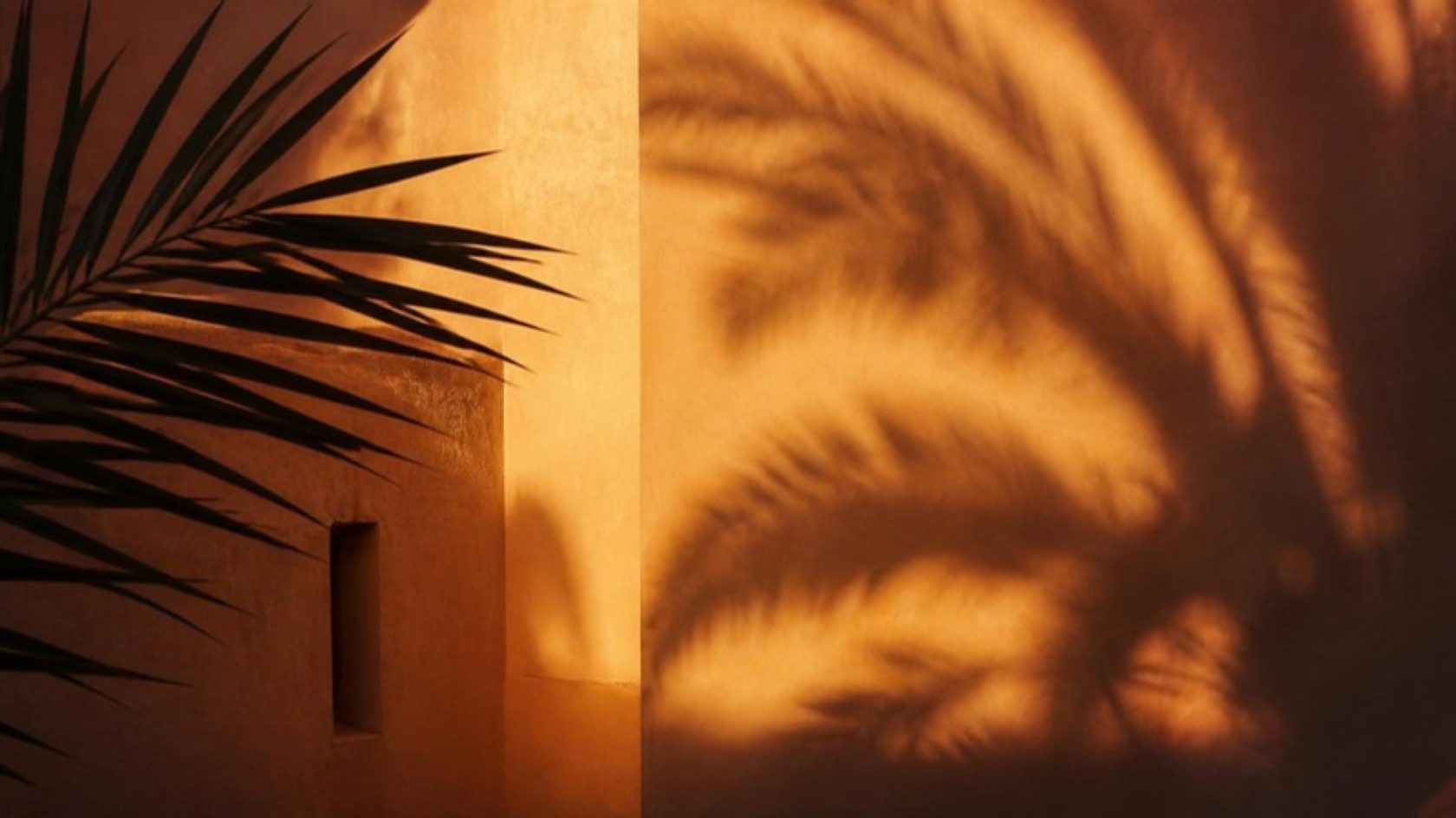 Mur ensoleillé et ombres de palmes